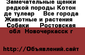 Замечательные щенки редкой породы Котон де тулеар  - Все города Животные и растения » Собаки   . Ростовская обл.,Новочеркасск г.